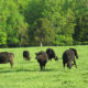 2022 Winter Forage Conference. The Green Side of Beef: In Defense of Grassland Agriculture.