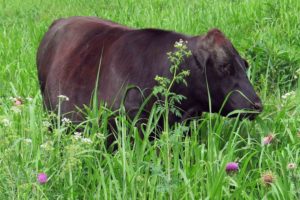 VFGC Needs Good Photos of Your Grazing System