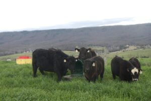 Spring Annual Forages for Grazing or Harvest