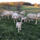 Fall Forage Tour Extending the Sheep Grazing Season