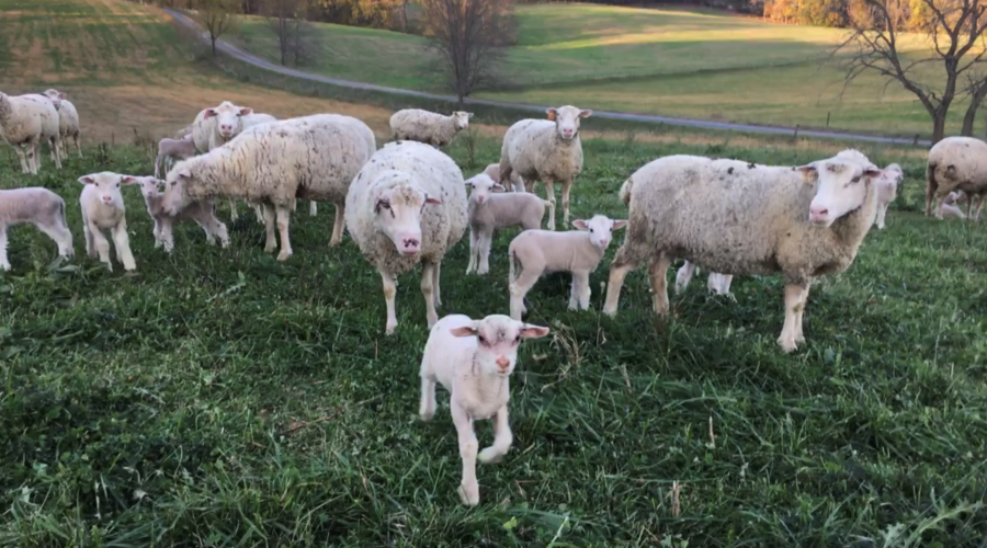 Fall Forage Tour Extending the Sheep Grazing Season